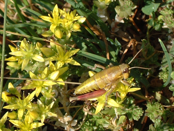 Un po'' di Sedum
